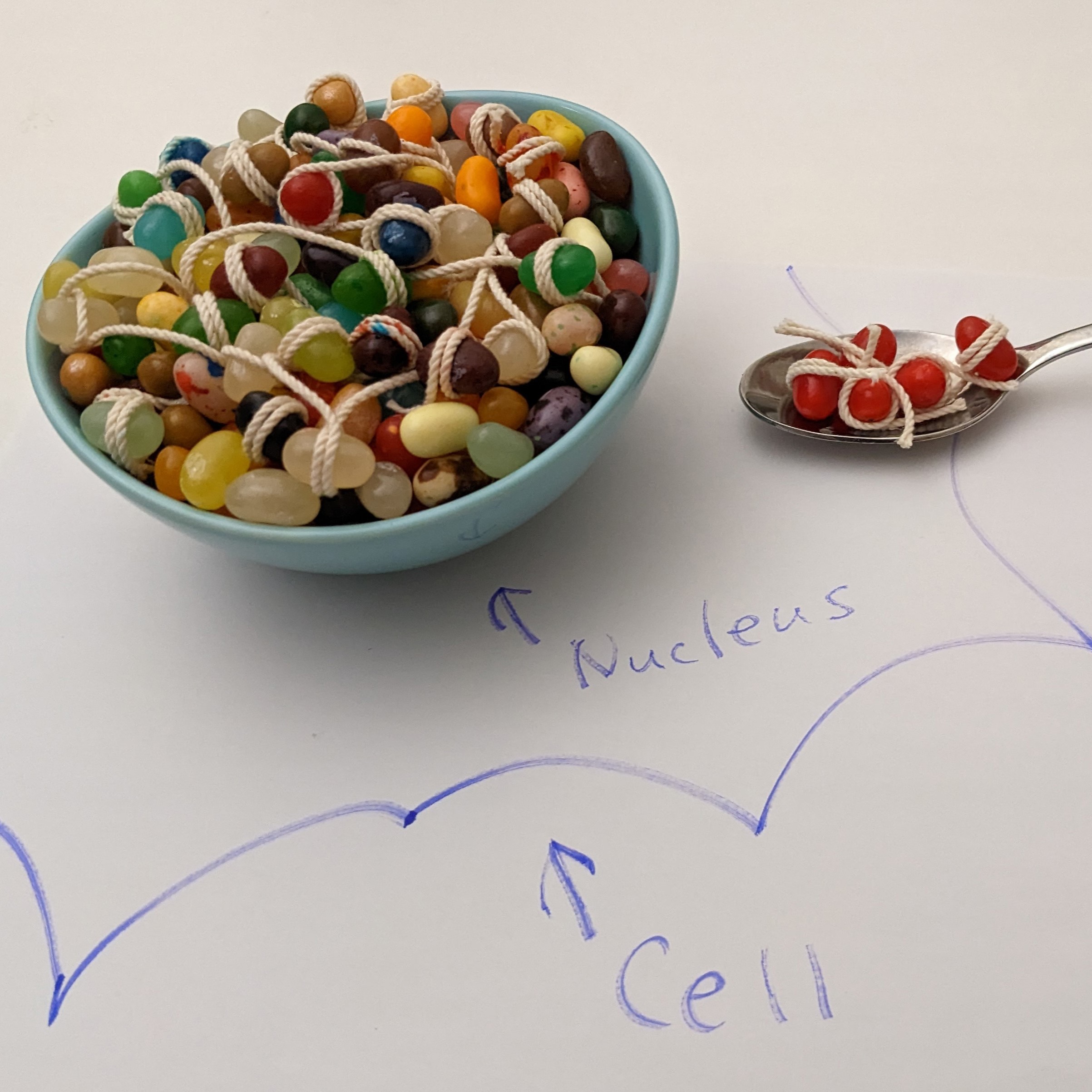 Chromatin Structure