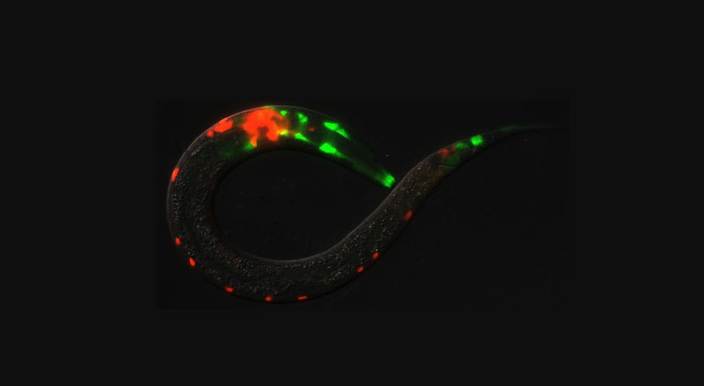 Glia-Neuron Interactions